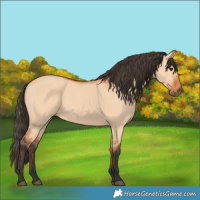 Horse Color:Bay Dun