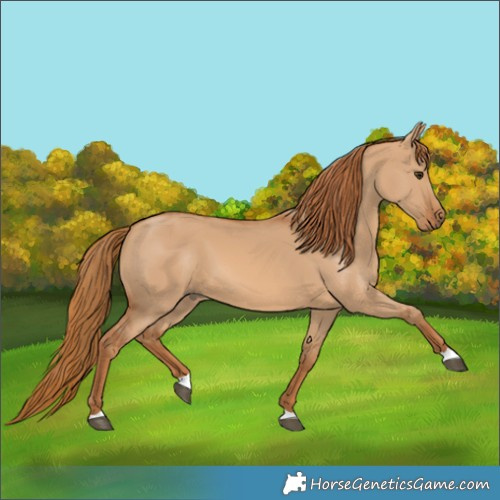 Horse Color:Red Dun 