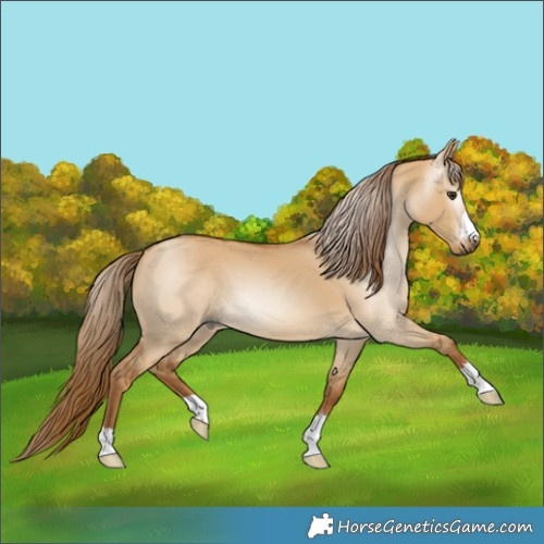 Horse Color:Gray Red Dun 