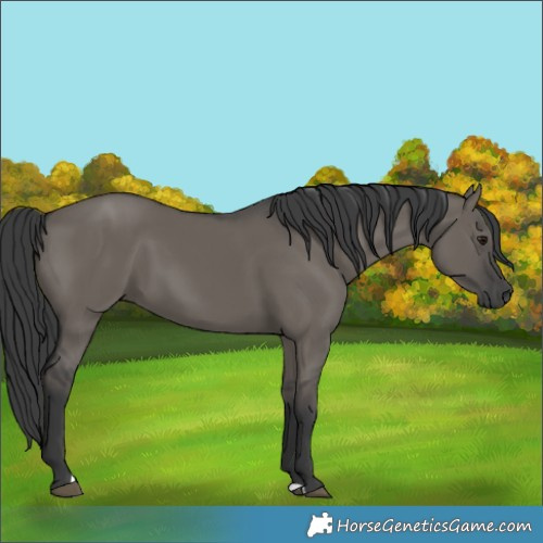 Horse Color:Grullo 