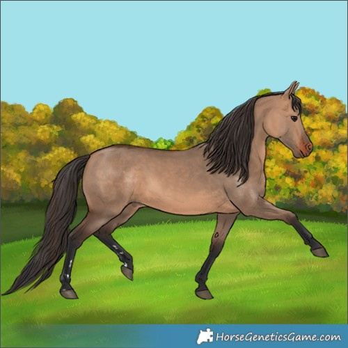 Horse Color:Bay Dun