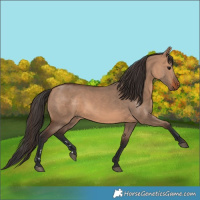 Horse Color:Bay Dun 