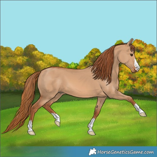Horse Color:Red Dun