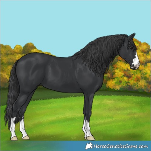 Horse Color:Black 