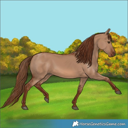 Horse Color:Red Dun