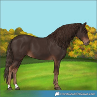 Horse Color:Liver Chestnut 