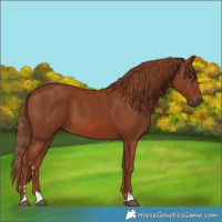 Horse Color:Chestnut 