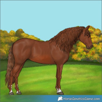 Horse Color:Chestnut 