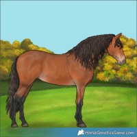 Horse Color:Bay 