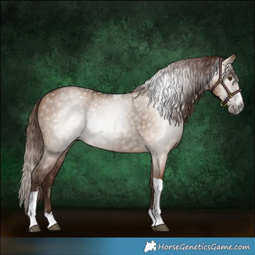 Horse Color:Gray Red Dun Splash Tobiano 