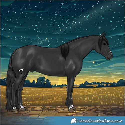 Horse Color:Black  and Black 