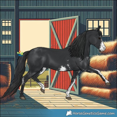 Horse Color:Black Sabino 