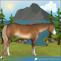 Horse Color:Chocolate Palomino 