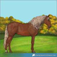 Horse Color:Chestnut 