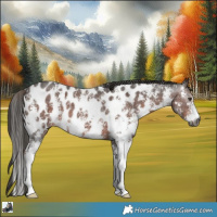 Horse Color:Gray Liver Chestnut Sabino Appaloosa 