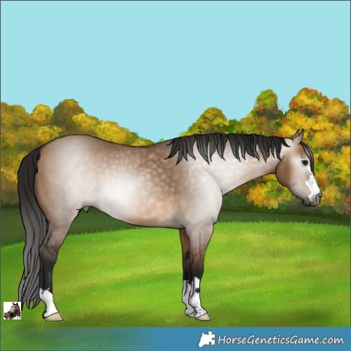 Horse Color:Gray Bay Dun 