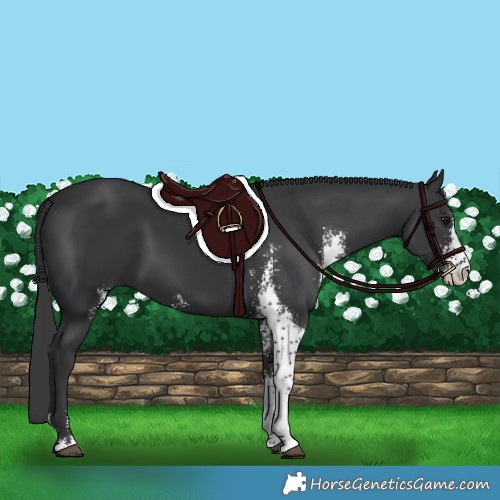 Horse Color:Black Sabino 