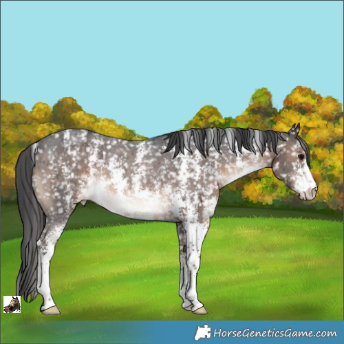 Horse Color:Brown Sabino Appaloosa Rabicano 