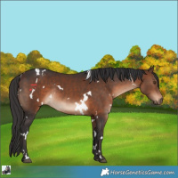 Horse Color:White Spotted Brown Rabicano