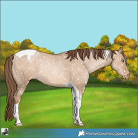 Horse Color:Liver Red Dun Pearl Tobiano Appaloosa Rabicano 