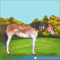Horse Color:White Spotted Bay Splash  and White Spotted Bay Splash Frame 
