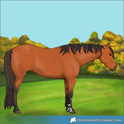 Horse Color:Bay 