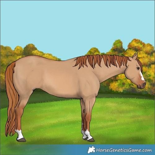 Horse Color:Red Dun