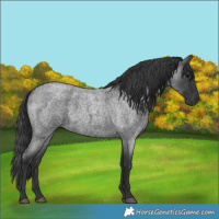 Horse Color:Blue Roan 
