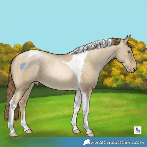 Horse Color:Buckskin Pearl Dun Tobiano 