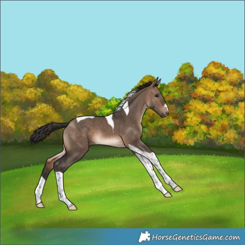 Horse Color:Brown Dun Tobiano
