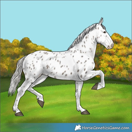 Horse Color:Silver Brown Ice Dun Appaloosa