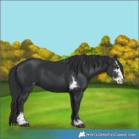 Horse Color:Black Sabino