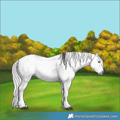 Horse Color:Gray White Spotted Black  and Gray White Spotted Black Near Leopard 