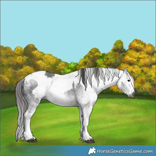 Horse Color:Gray White Spotted Black  and Gray White Spotted Black Appaloosa 