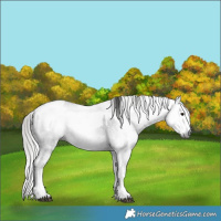 Horse Color:Gray White Spotted Black  and Gray White Spotted Black Near Leopard 