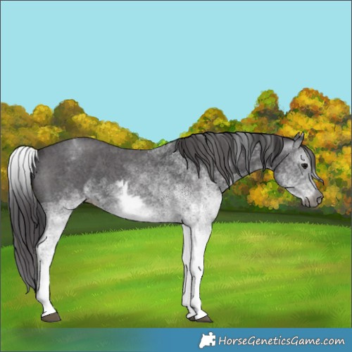 Horse Color:Gray White Spotted Smoky Black  and White Spotted Smoky Black 