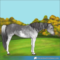 Horse Color:Gray White Spotted Smoky Black and White Spotted Smoky Black