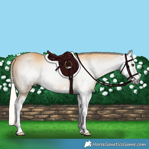 Horse Color:Gray Palomino Splash 