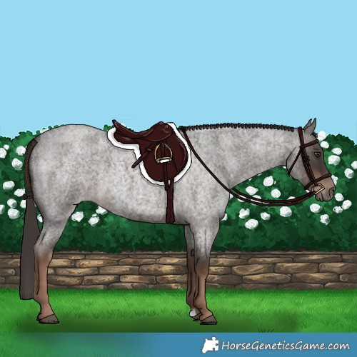 Horse Color:Liver Red Roan 