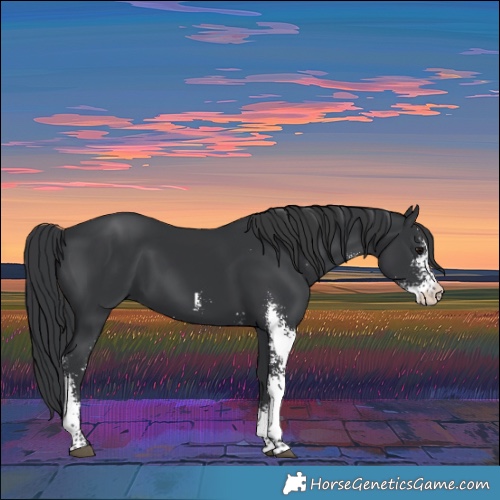 Horse Color:Black Sabino 