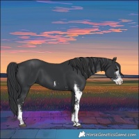 Horse Color:Black Sabino 