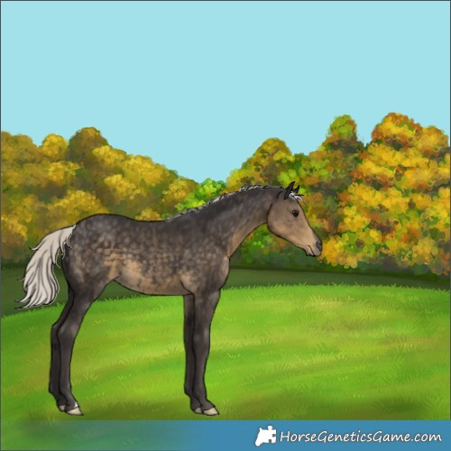 Horse Color:Silver Smoky Black 
