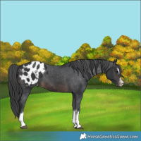 Horse Color:Brown Appaloosa 