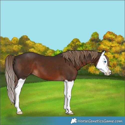 Horse Color:Liver Chestnut Splash 