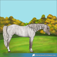 Horse Color:Silver Blue Roan Sabino 