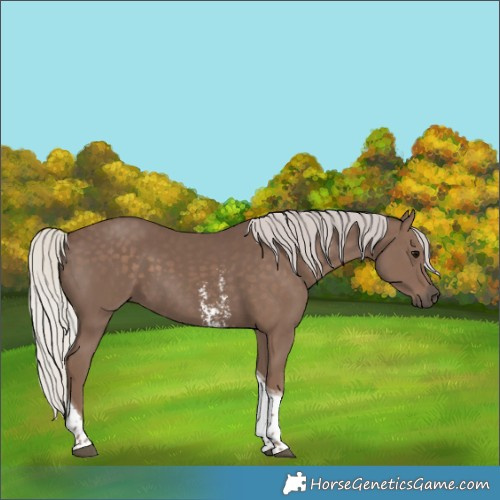 Horse Color:Silver Black Sabino Tobiano 