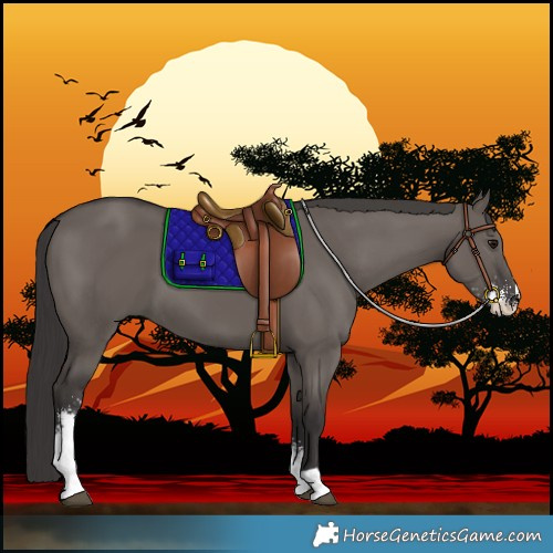 Horse Color:Smoky Grullo Sabino 