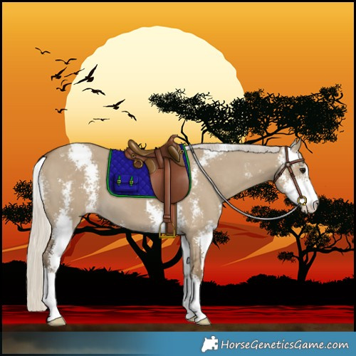Horse Color:Silver Smoky Grullo Sabino 