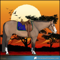 Horse Color:Bay Dun Sabino 