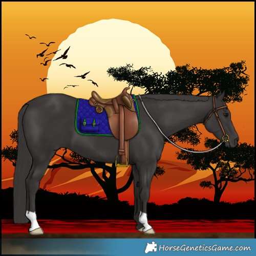 Horse Color:Smoky Black 